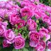 Rosal Catherine de Mdicis