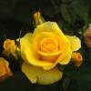 Rosal Bernard Hinault