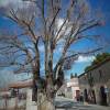 Olmo comn, negrillo