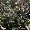 Sedum de hoja gris