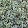 Sedum de hoja gris