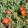 Alfombra bicolor