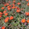 Alfombra bicolor