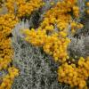 Santolina plateada