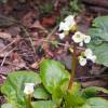 Bergenia de hojas cordiformes 'Snowtime'