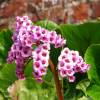 Bergenia de hojas cordiformes