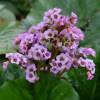 Bergenia de hojas cordiformes