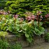 Bergenia de hojas cordiformes