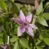 Clem�tide 'Hagley Hybrid'