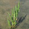 Salicornia