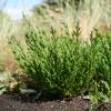 Salicornia