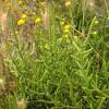 Salicornia