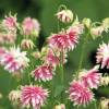 Aquilegia 'Nora Barlow'