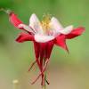 Aquilegia 'Crismon Star'