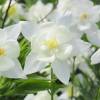 Aquilegia 'Kristall'