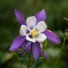 Aquilegia 'Blue Star'