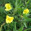 Onagra marilla de Missouri