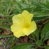 Onagra marilla de Missouri