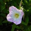 Onagra rosa 'Siskiyou'