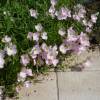 Onagra rosa 'Siskiyou'