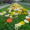 Amapola de Islandia