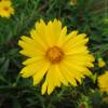 Coreopsis lanceolado amarillo