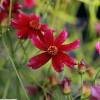 Coreopsis lanceolado rojo
