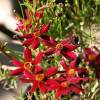 Coreopsis lanceolado rojo