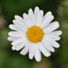 Margarita com�n