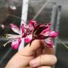 Gaura bicolor de Lindheimer