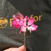 Gaura bicolor de Lindheimer