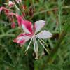 Gaura bicolor de Lindheimer