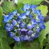 Hortensia azul