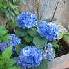 Hortensia azul