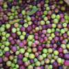 Olivos : Variedades de Producci�n