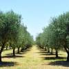 Olivos : Variedades de Producci�n