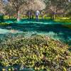 Olivos : Variedades de Producci�n