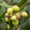 Olivos : Variedades de Producci�n