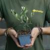 Olivos : Variedades de Producci�n