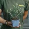 Olivos : Variedades de Producci�n