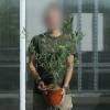 Olivos : Variedades de Producci�n