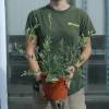Olivos : Variedades de Producci�n