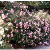 Rosal 'Cornelia'