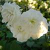 Rosal paisajstico blanco 'Little White Pet'