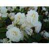 Rosal paisajstico blanco 'Little White Pet'