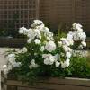 Rosal paisajstico blanco 'Little White Pet'