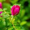 Rosal 'Roseraie de l'Hay'