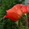 Rosal 'Westerland'