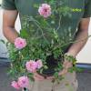 Rosal 'Pablito'