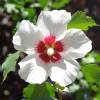 Altea blanco con corazn rojo